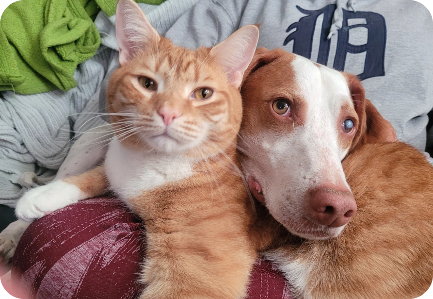 Home_A_Veterinary_Home Dog and cat vet in Aurora, CO