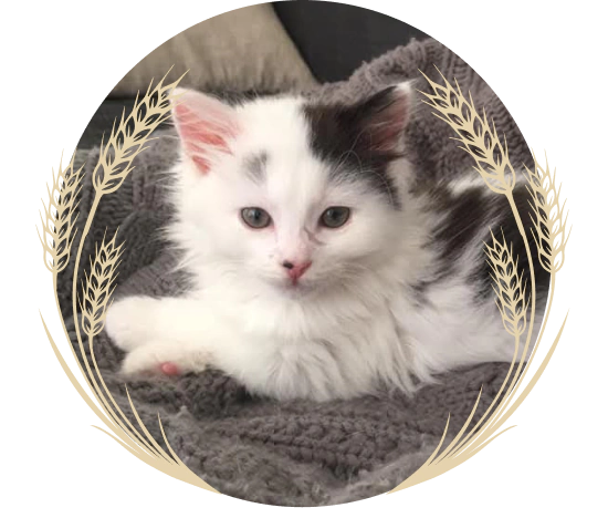 Mobile_Home_A_Privavtely_Owned Cat vet in Aurora, CO