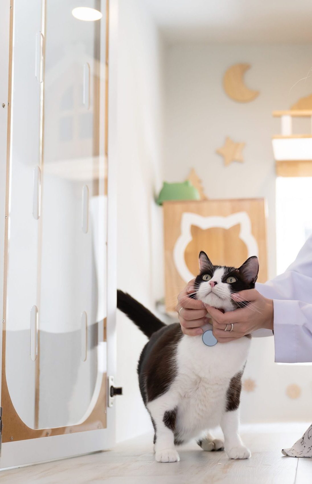 AdobeStock_1122897489 Cat emergency care in Aurora, CO