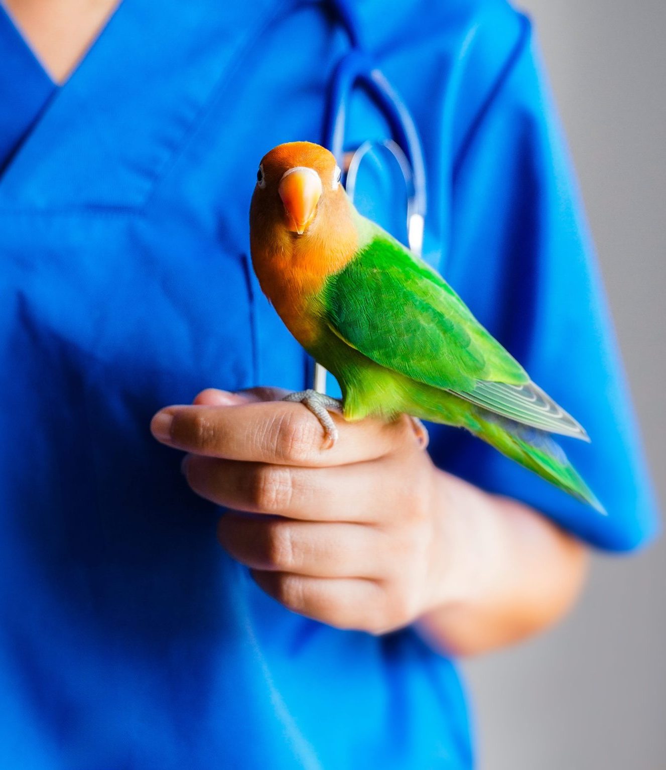 AdobeStock_1713234720 Exotic pet vet in Aurora, CO