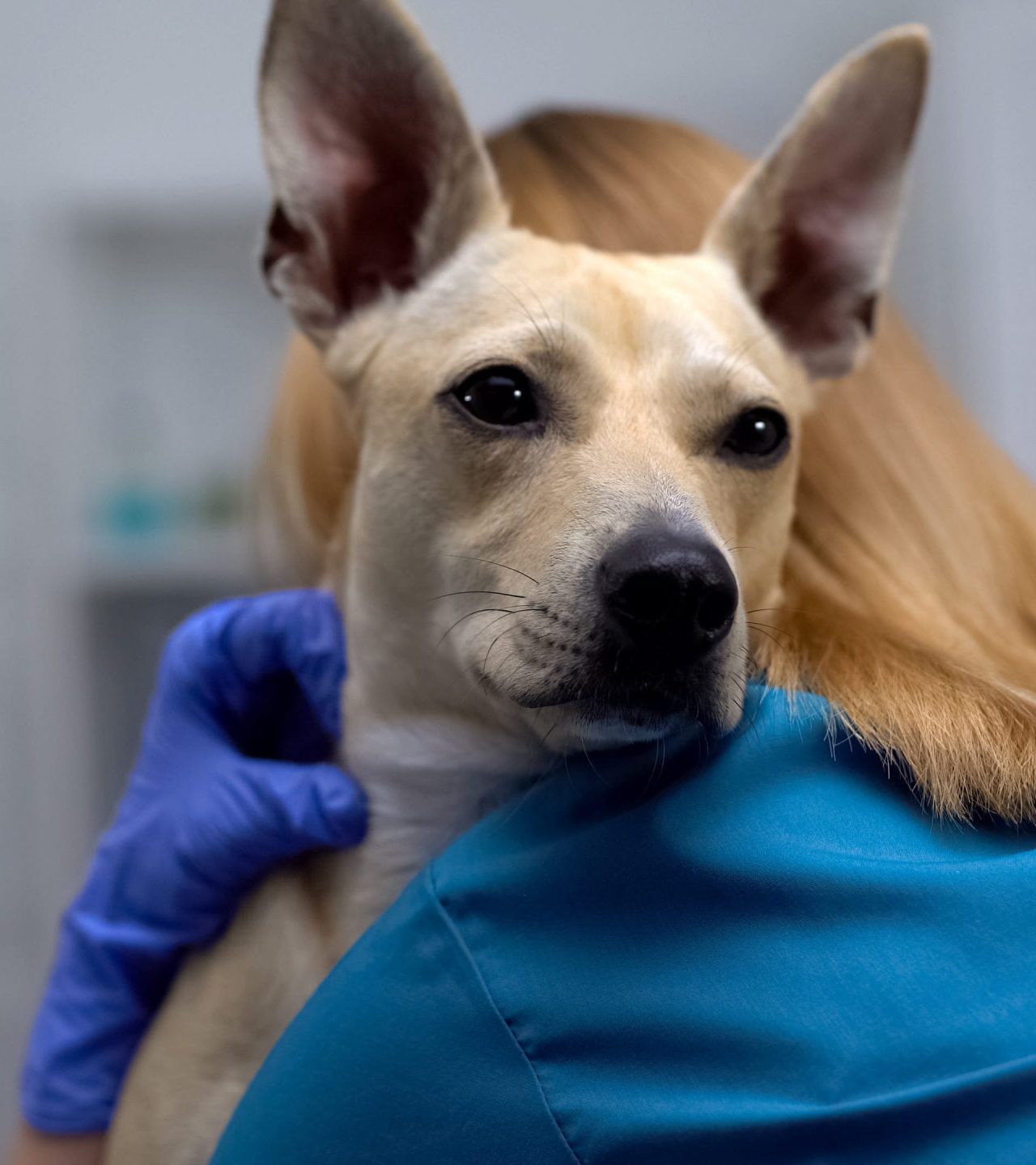 AdobeStock_290834925 Dog wellness vet in Aurora, CO