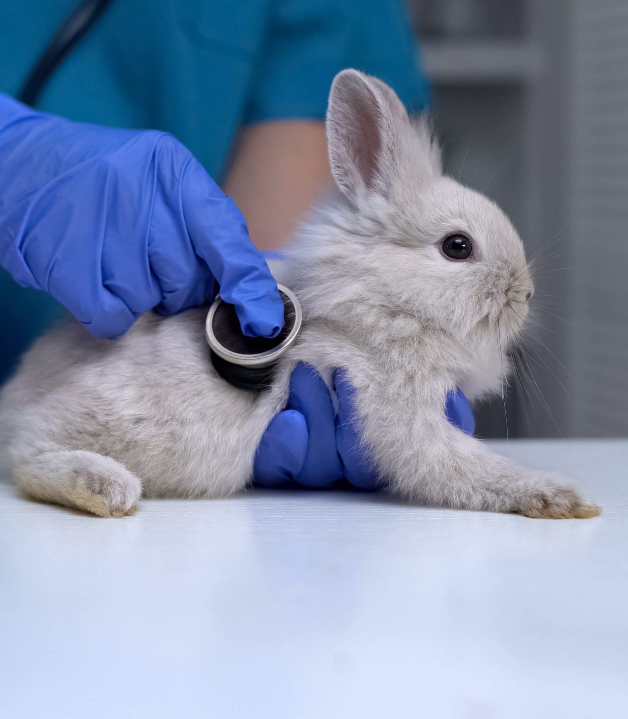 AdobeStock_290835029 Urgent vet appointment in Aurora, CO