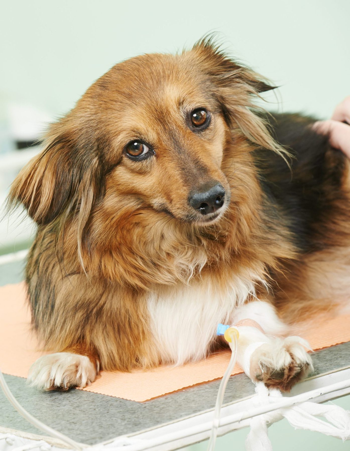 AdobeStock_64004674 Dog surgery vet in Aurora, CO