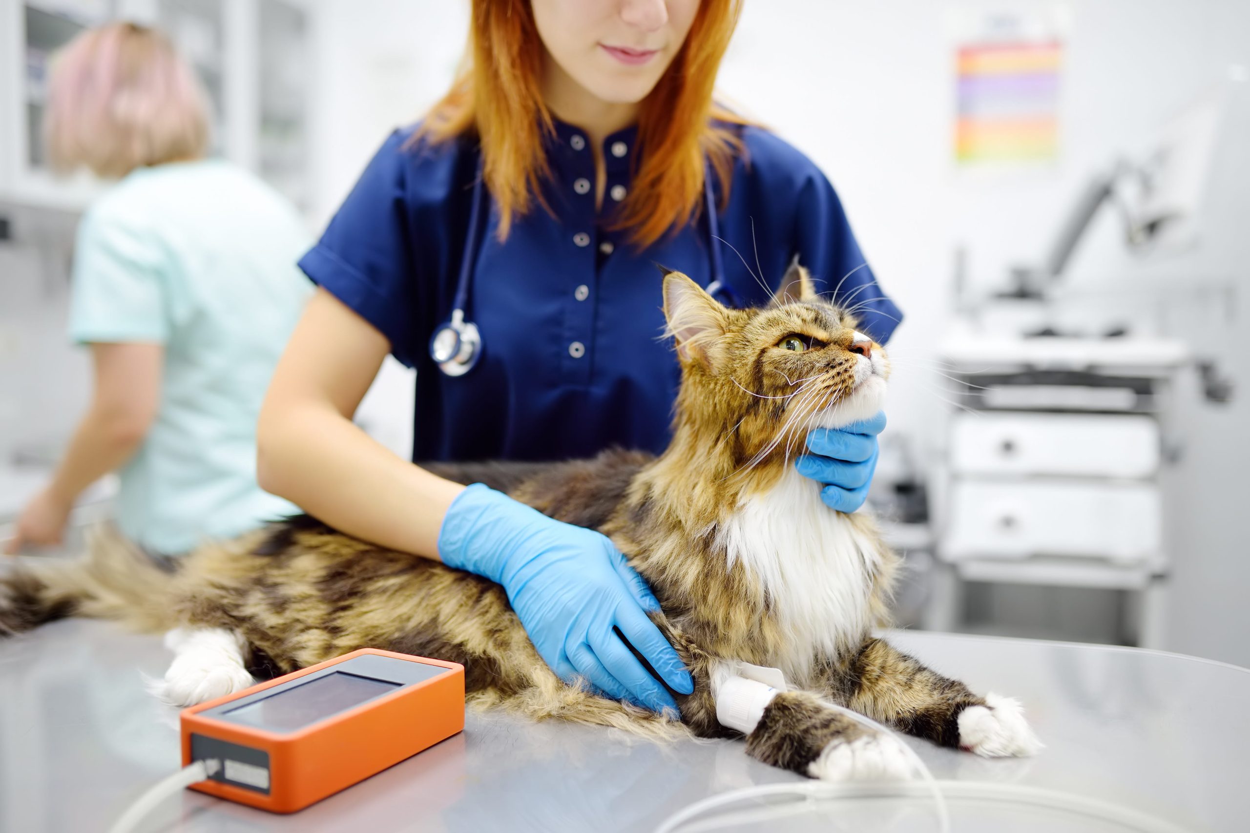 AdobeStock_785739079 Cat health exam appointment in Aurora, CO