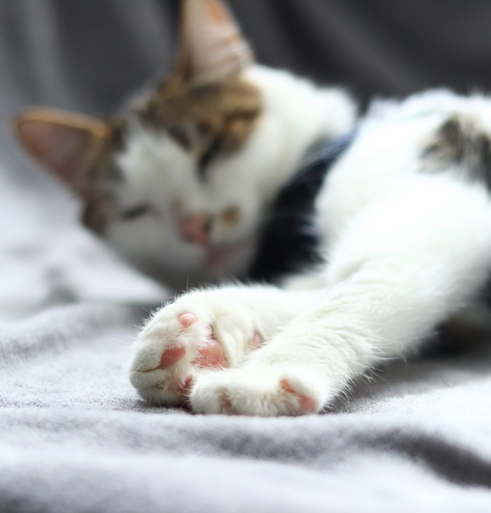 AdobeStock_843684547 Cat surgery appointment in Aurora, CO