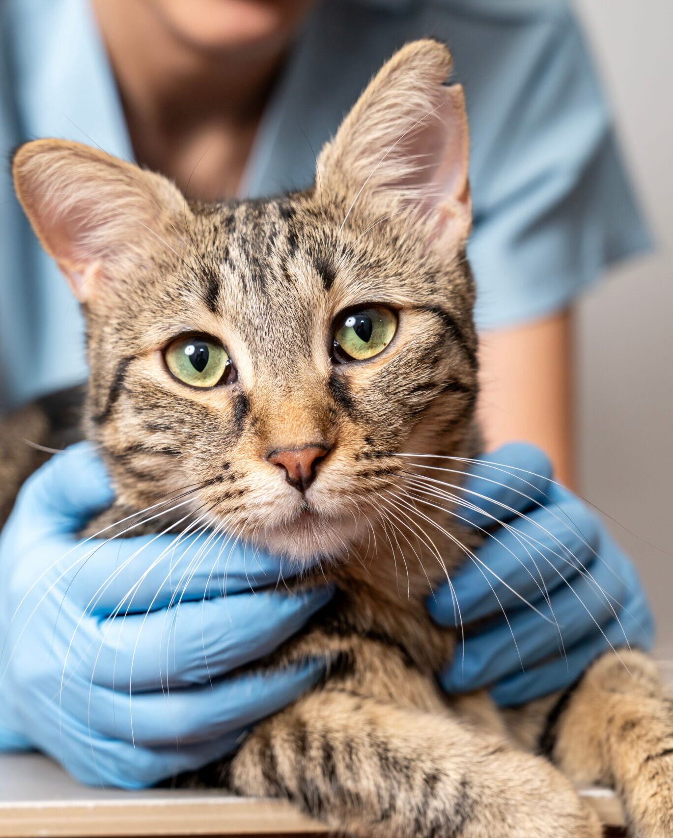 AdobeStock_1875126748 Cat wellness exam doctor in Aurora, CO