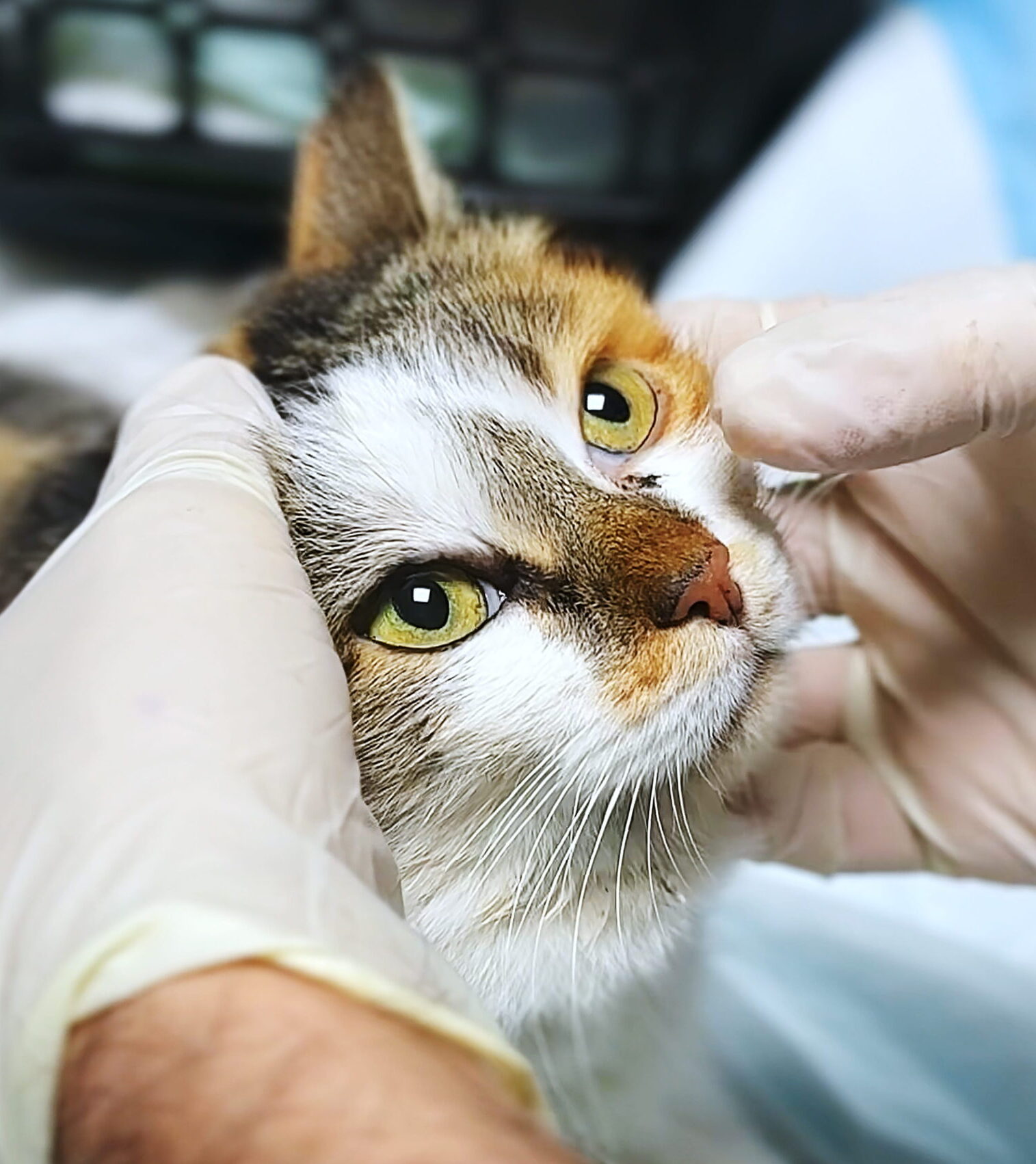 AdobeStock_1948129795 Pet checkup in Aurora, CO