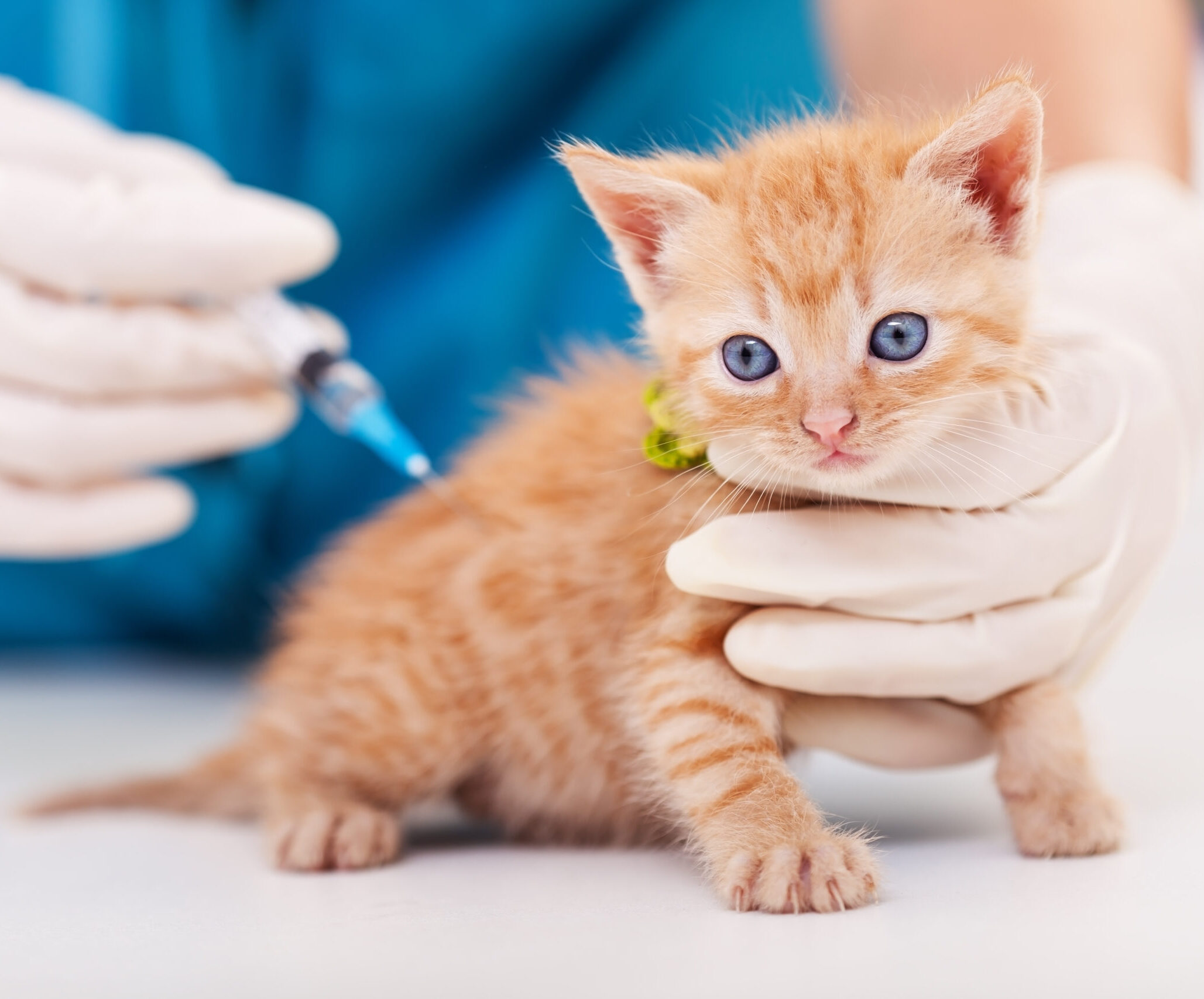 Cute kitten getting a vaccine at the veterinary Kitten Vaccines in Aurora, CO