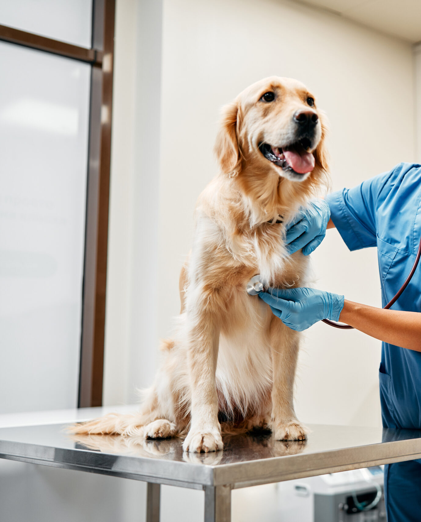 Animals for examination and treatment in the veterinary clinic Dog vaccine vet in Aurora, CO