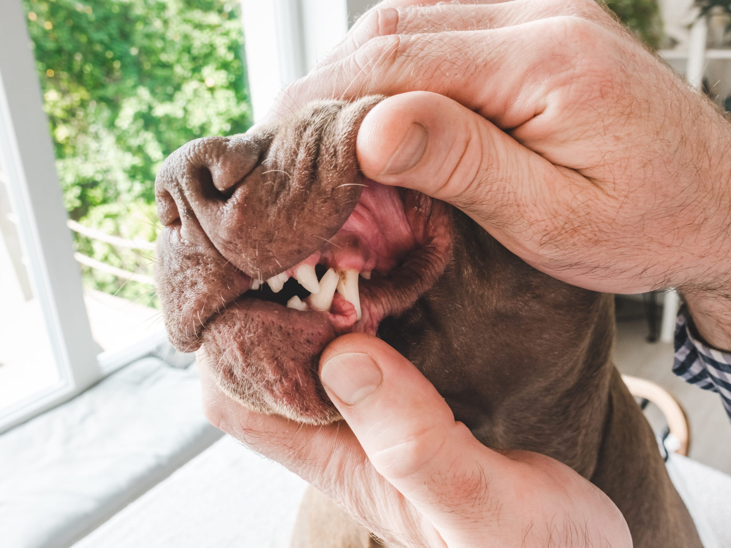 AdobeStock_2176324967 Dog dental cleaning in Aurora, CO